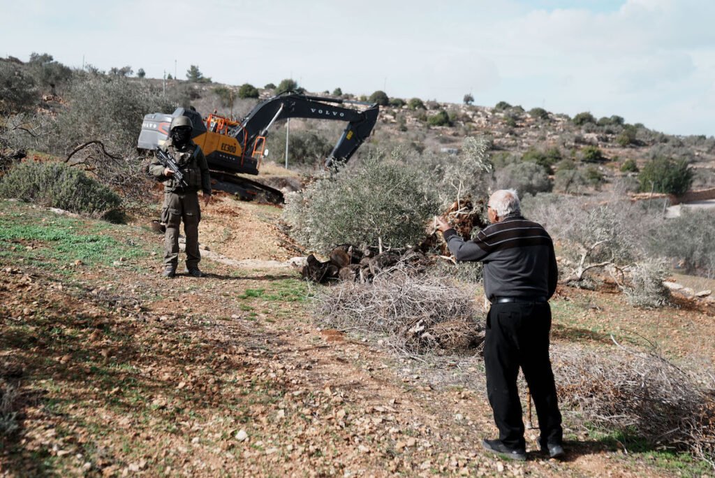 Settlers uproot 1,000 olive trees in Turmus Ayya near Ramallah