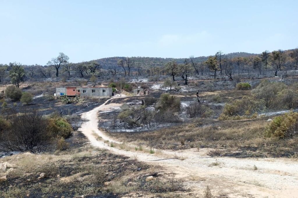 Over 100 families evacuated in Tunisia as wildfires spread